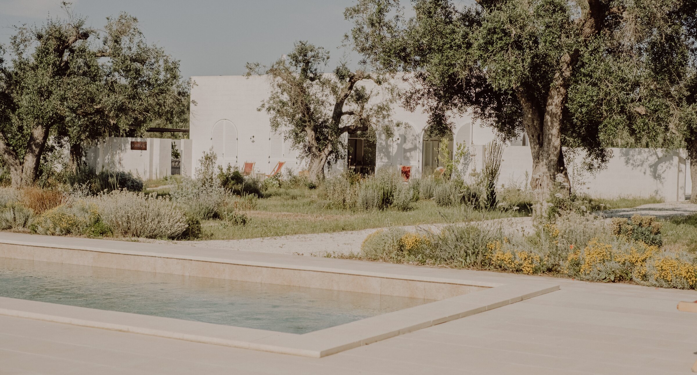 HARVE retreat and pool surrounded by olive trees